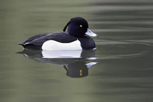 Waterfowl Prints: Tufted Duck (Aythya fuligula) drake, Kassel, Hessen, Germany