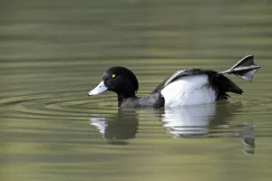 Waterfowl Prints: Tufted Duck (Aythya fuligula) drake stretching wing, Kassel, Hessen, Germany