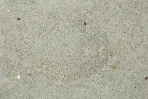 Close Prints: Turbot (Scophthalmus maximus) camouflaged against seabed