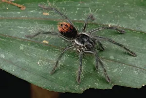 Unidentified juvenile Tarantula, Rio Mormon, Peru
