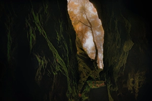 Unidentified Linden (Tilia sp.) tree hidden in a gorge, Teufelsschlucht, Irrel, Eifelkreis Bitburg-Prum, Rhineland-Palatinate, Germany - Highly Commended in the Landscape category of the ASFERICO 2022 photo contest