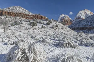 Blue Sky Prints: Valley in winter, Zion National Park, Utah