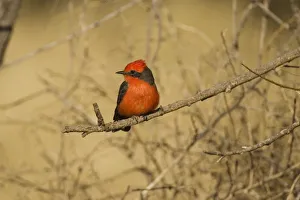 Vermilion Flycatcher (Pyrocephalus rubinus) male, Santa Rita Mountains, Arizona Vermilion Flycatcher (Pyrocephalus rubinus) male, Santa Rita Mountains, Arizona