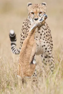 Front view of female Cheetah (Acinonyx jubatus) with ThompsonAs Gazelle Front view of female Cheetah (Acinonyx jubatus) with ThompsonAs Gazelle