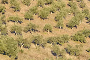 View on an olive grove. Extremadura, Spain, Extremadura, Spain