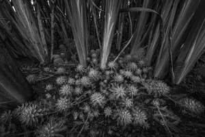 Top view of Parrot Feather (Myriophyllum aquaticum) growing amidst Bulrush (Typha sp. ), Laarbeek, Noord-Brabant, The Netherlands - Part of the Dutch Jungle series with which Jowan Iven won the title Nature Photographer of the Year as well as