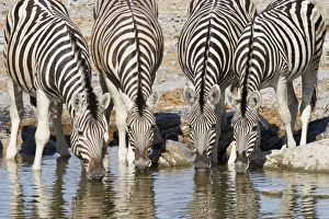 Front view of four Plains Zebra (Equus quagga) or (Equus burchellii Front view of four Plains Zebra (Equus quagga) or (Equus burchellii