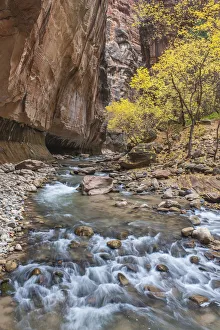 Utah Prints: Virgin River, Zion National Park, Utah