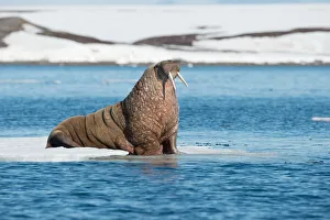 Scandinavia Prints: Walrus (Odobenus rosmarus) on floating ice, Svalbard, Norway