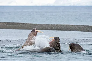 Scandinavia Prints: Walrusses (Odobenus rosmarus) fighting near the shore of Svalbard, Poolepynten, Norway