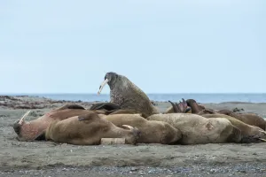 Walrusses (Odobenus rosmarus) in a herd at Poolepynten, Svalbard, Norway Walrusses (Odobenus rosmarus) in a herd at Poolepynten, Svalbard, Norway