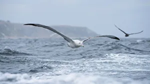 Wandering Albatross (Diomedea exulans) flying just above the waves followed by a Giant petrel Wandering Albatross (Diomedea exulans) flying just above the waves followed by a Giant petrel