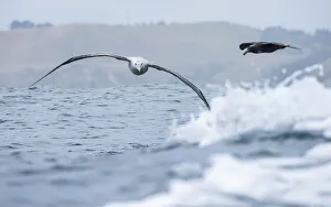 Wandering Albatross (Diomedea exulans) flying just above the waves followed by a Giant petrel Wandering Albatross (Diomedea exulans) flying just above the waves followed by a Giant petrel