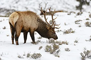 Wapiti (Cervus canadensis) foraging in the snow, Yellowstone National Park, Wyoming, USA Wapiti (Cervus canadensis) foraging in the snow, Yellowstone National Park, Wyoming, USA