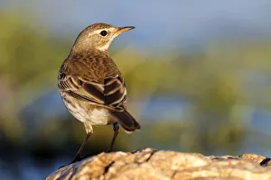 Water Pipit (Anthus spinoletta), Castile-La Mancha, Spain