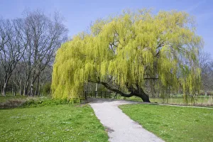 Weeping Willow (Salix sepulcralis) blossoming in a park, Den Helder, The Netherlands