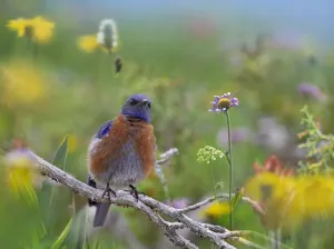 Mexico Prints: Western Bluebird (Sialia mexicana) male, Santa Fe, New Mexico