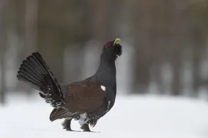 Western Capercaillie (Tetrao urogallus) calling in the snow, Finland Western Capercaillie (Tetrao urogallus) calling in the snow, Finland