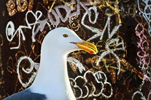 October Prints: Western Gull (Larus occidentalis) in front of graffiti covered iron pole, San Fransisco