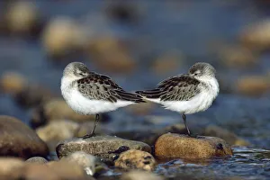 Western Sandpiper (Calidris mauri) pair standing back to back with beaks tucked under wings Western Sandpiper (Calidris mauri) pair standing back to back with beaks tucked under wings