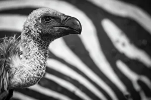 Close Prints: White-backed Vulture (Gyps africanus) feeding on Common Zebra (Equus quagga) carcass