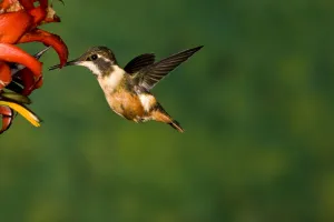 Hummingbird Prints: White-bellied Woodstar (Chaetocercus mulsant) hummingbird feeding on flower nectar