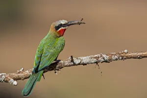 September Prints: White-fronted Bee-eater (Merops bullockoides) sitting with prey on a branch