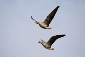 White-fronted Goose (Anser albifrons) couple in fligth, polder Arkemheen, The Netherlands White-fronted Goose (Anser albifrons) couple in fligth, polder Arkemheen, The Netherlands