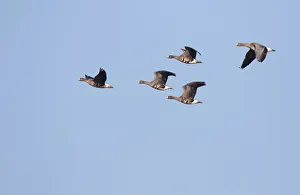 White-fronted Goose (Anser albifrons) group in flight, polder Arkemheen, The Netherlands White-fronted Goose (Anser albifrons) group in flight, polder Arkemheen, The Netherlands
