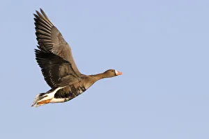 White-fronted Goose (Anser albifrons) flying, Texel, Noord-Holland, The Netherlands White-fronted Goose (Anser albifrons) flying, Texel, Noord-Holland, The Netherlands