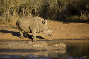 White Rhino (Ceratotherium simum) drinking water, South Africa, Mpumulanga White Rhino (Ceratotherium simum) drinking water, South Africa, Mpumulanga