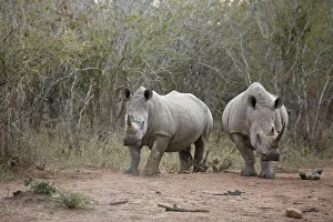 White Prints: White Rhino (Ceratotherium simum) standing at forest edge, South Africa, Mpumulanga
