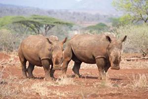 White Rhinoceros (Ceratotherium simum) adult and young looking at camera, South Africa