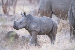 White Rhinoceros (Ceratotherium simum) calf, South Africa, Limpopo, Kruger National Park White Rhinoceros (Ceratotherium simum) calf, South Africa, Limpopo, Kruger National Park