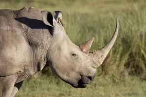 White Rhinoceros (Ceratotherium simum) portrait with Red-billed Oxpecker