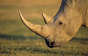 White rhinoceros (Ceratotherium simum) profile, Kenya, Lake Nakuru National Park White rhinoceros (Ceratotherium simum) profile, Kenya, Lake Nakuru National Park