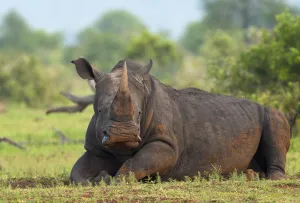 White Rhinoceros (Ceratotherium simum) resting, Kruger National Park, Mpumalanga White Rhinoceros (Ceratotherium simum) resting, Kruger National Park, Mpumalanga