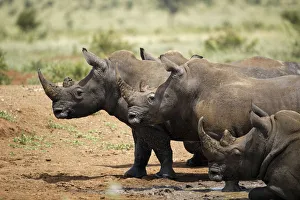 White Prints: Four White Rhinoceroses (Ceratotherium simum) leaving the water, Kruger National Park