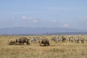 White Rhinocerous (Ceratohtherium simum) and Zebra (Equus quagga White Rhinocerous (Ceratohtherium simum) and Zebra (Equus quagga