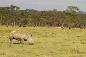White Rhinocerous (Ceratohtherium simum) grazing, Kenya, Lake Nakuru National Park White Rhinocerous (Ceratohtherium simum) grazing, Kenya, Lake Nakuru National Park