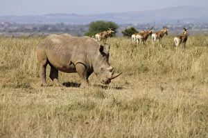 White Rhinocerous (Ceratohtherium simum) on outskirts of Nairobi with Hartebeast