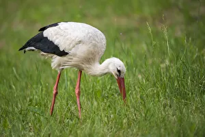 White stork (Ciconia ciconia) feeding on insects in meadow, Tartu region, Estonia