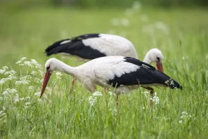 Tartu Region Prints: White storks (Ciconia ciconia) feeding on insects in meadow