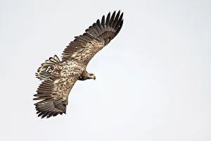 White-tailed Eagle (Haliaeetus albicilla) juvenile in flight seen from above, Oder