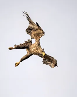 Underside Prints: White-tailed Eagle (Haliaeetus Albicilla) in dive, Oderdelta, Stepnica, Poland