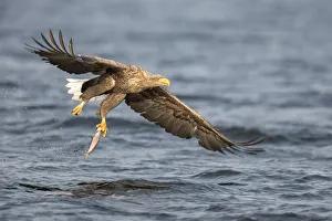 White-tailed Eagle (Haliaeetus albicilla) flying with caught fish, Oder, Stepnica, Poland