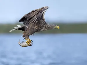 White-tailed Eagle (Haliaeetus albicilla) flying with caught fish in its claws, Oder