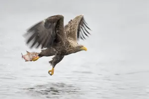 White-tailed Eagle (Haliaeetus Albicilla) flying just above water with fish in it claws