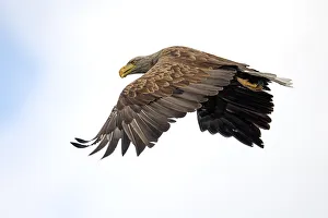 White-tailed Eagle (Haliaeetus albicilla) hunting, Oderdelta, Stepnica, Poland White-tailed Eagle (Haliaeetus albicilla) hunting, Oderdelta, Stepnica, Poland