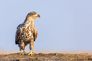 Sunny Prints: White-tailed Eagle (Haliaeetus albicilla) standing on the edge of a lake